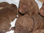 3 weken oud